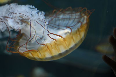 Close-up of jellyfish in sea