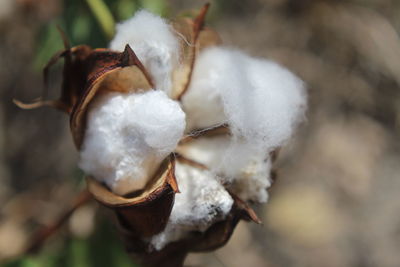 Close-up of white plant