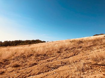 Scenic view of field against clear blue sky