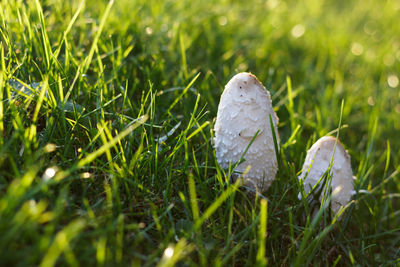 Close-up of mushroom growing on field