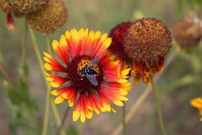 Close-up of bee pollinating on flower