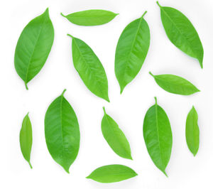 High angle view of leaves against white background