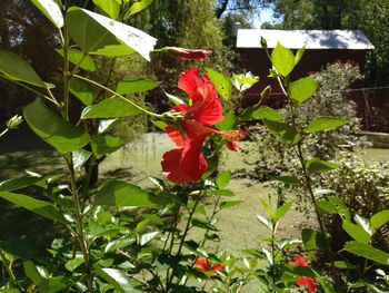 Close-up of red hibiscus blooming outdoors