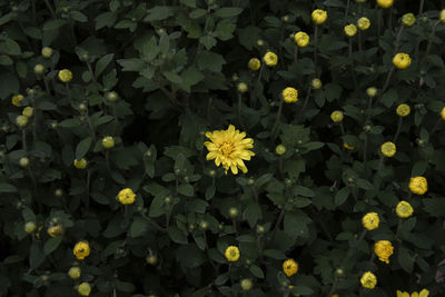 Full frame shot of yellow flowering plants