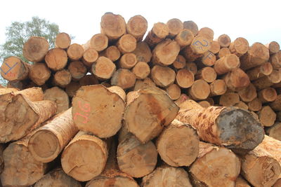 Stack of logs in forest