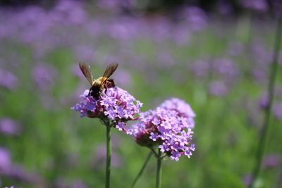 Close-up of butterfly on purple flower