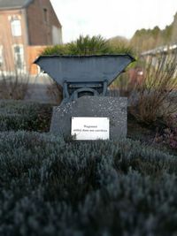 Close-up of flower plants