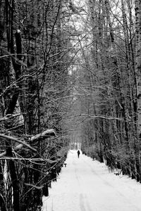 Road passing through forest