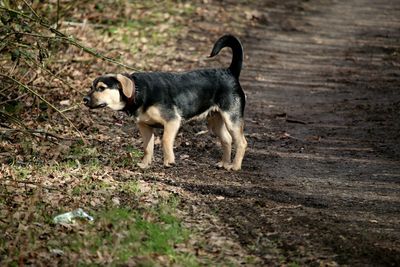 Portrait of a dog walking on field