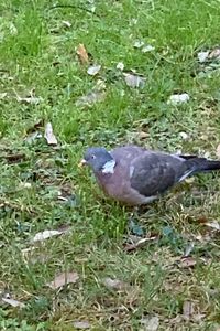 High angle view of bird perching on field