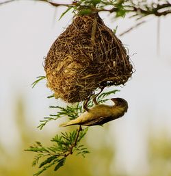 Close-up of lizard on tree