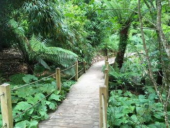 Boardwalk amidst trees in forest