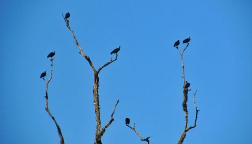 Low angle view of bird perching on tree against clear blue sky