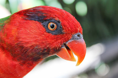 Close-up of a lorikeet