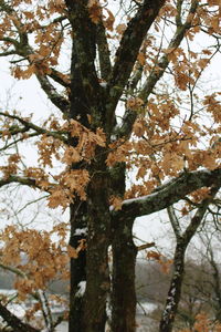 Low angle view of flower tree against sky