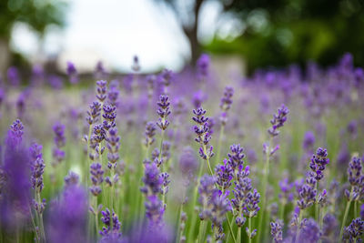 Close-up of purple flowering plants on field