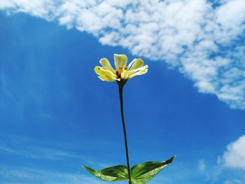 Close-up of yellow flowering plant against blue sky