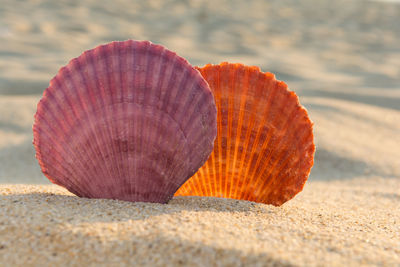 Close-up of shell on sand