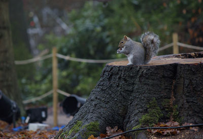 Squirrel on tree