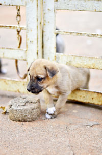 Dog passing through railing