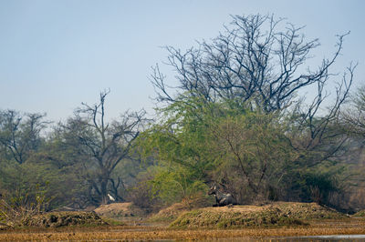 View of trees on landscape