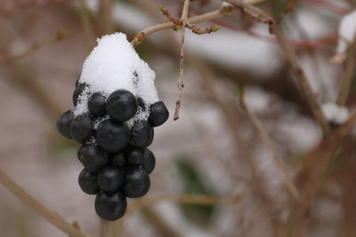 Close-up of snow on tree during winter