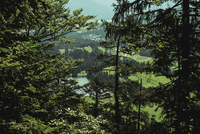 Trees by lake in forest