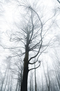 Low angle view of bare trees in foggy weather