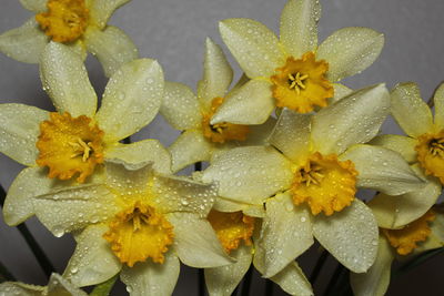 Close-up of wet yellow flowers in rainy season