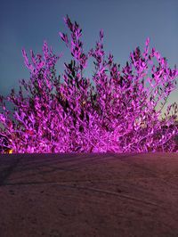 Low angle view of pink flowering plant against clear sky