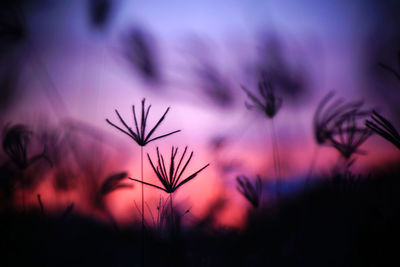 Close-up of silhouette flowering plants against sky during sunset