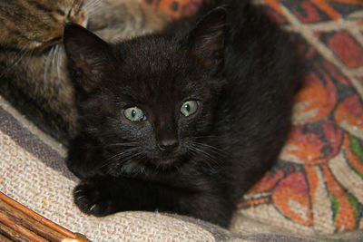 Close-up portrait of black kitten
