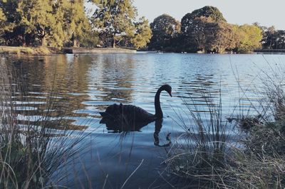 View of swan on lakeshore