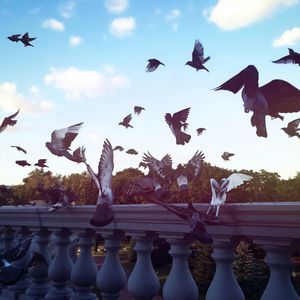 Low angle view of seagulls flying against sky