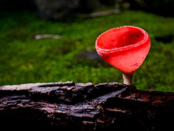 Close-up of fly agaric mushroom on field