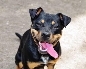 Portrait of black dog sticking out tongue