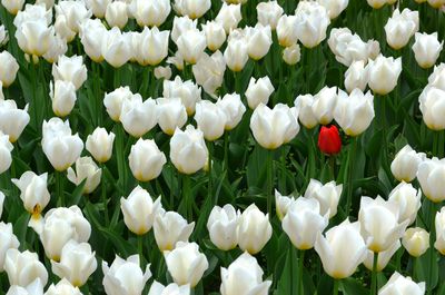 Full frame of white flowers blooming in field