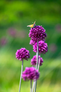 Close-up of bee on purple flower