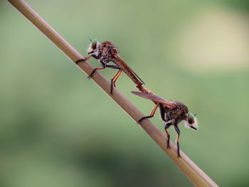 Close-up of insect on twig