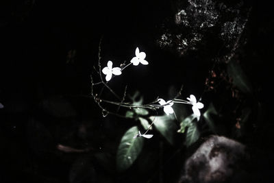 Low angle view of silhouette hand on tree at night