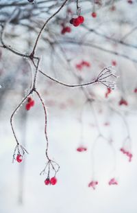 Close-up of frozen tree branch during winter