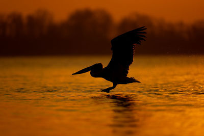 Close-up of bird flying over lake