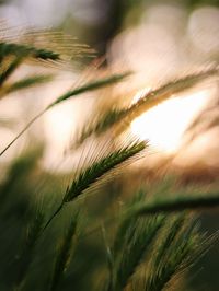 Close-up of wheat growing on field