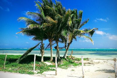 Palm trees on beach against blue sky