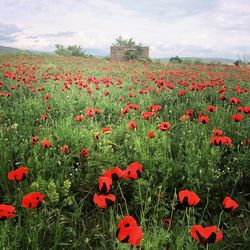 Close-up of red poppies on field against sky