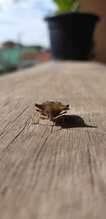 Close-up of insect on wooden plank