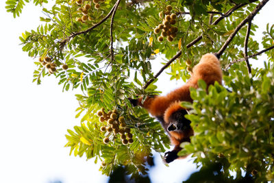 Low angle view of monkey on tree