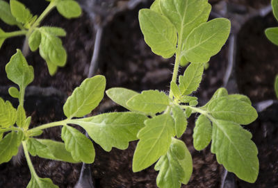 High angle view of plant leaves on field