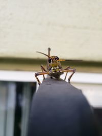 Close-up of insect on railing