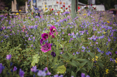 Close-up of pink flowering plants on field